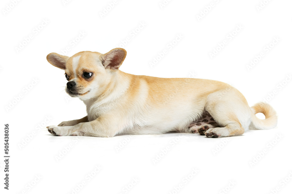 Portrait of small cute chihuahua dog lying on floor, calmly posing isolated over white studio background Portrait of small cute chihuahua dog lying on floor, calmly posing isolated over white studio background