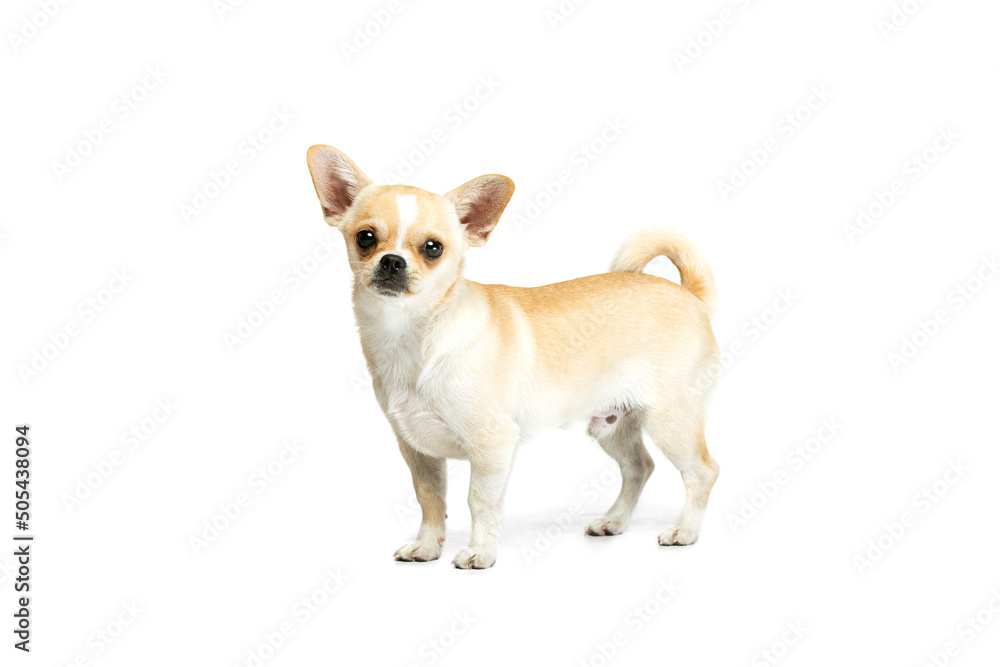 Portrait of cute chihuahua dog standing, attentively looking, posing isolated over white studio background