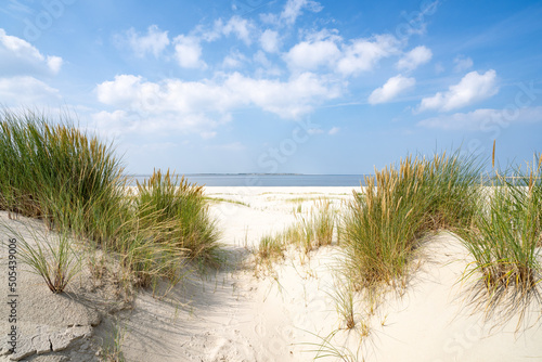 Fototapeta Naklejka Na Ścianę i Meble -  Dune beach with beach grass on a sunny day	