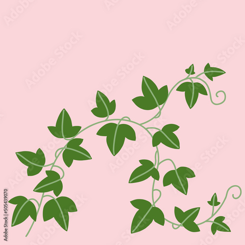 Simplicity ivy freehand drawing flat design.