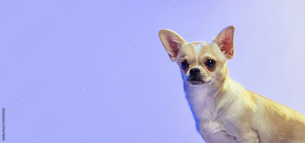 Portrait of cute chihuahua dog attentively looking away, posing isolated over purple studio background in neon light.