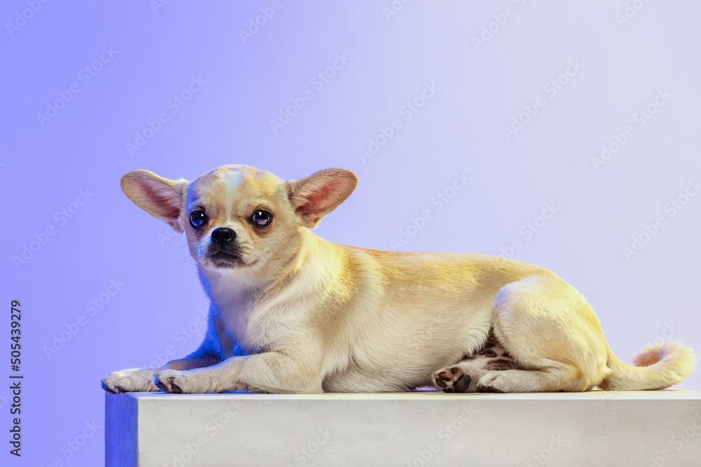 Portrait of small cute chihuahua dog lying, calmly posing isolated over purple studio background in neon light