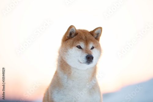 Obraz na płótnie Close-up Portrait of cute and beautiful shiba inu female puppy sitting in winter at sunset