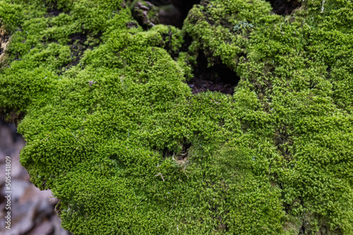 Top view of tree stump covered with moss in a dark forest