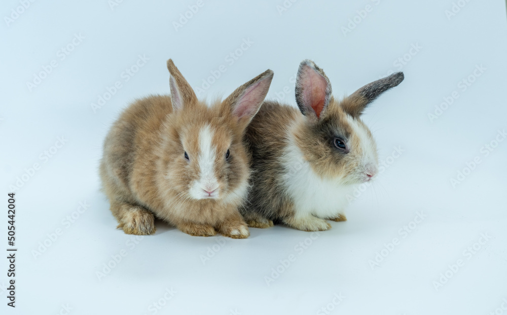 Two lovely brown rabbit isolated sitting on white background. Two lovely brown rabbit isolated sitting on white background.