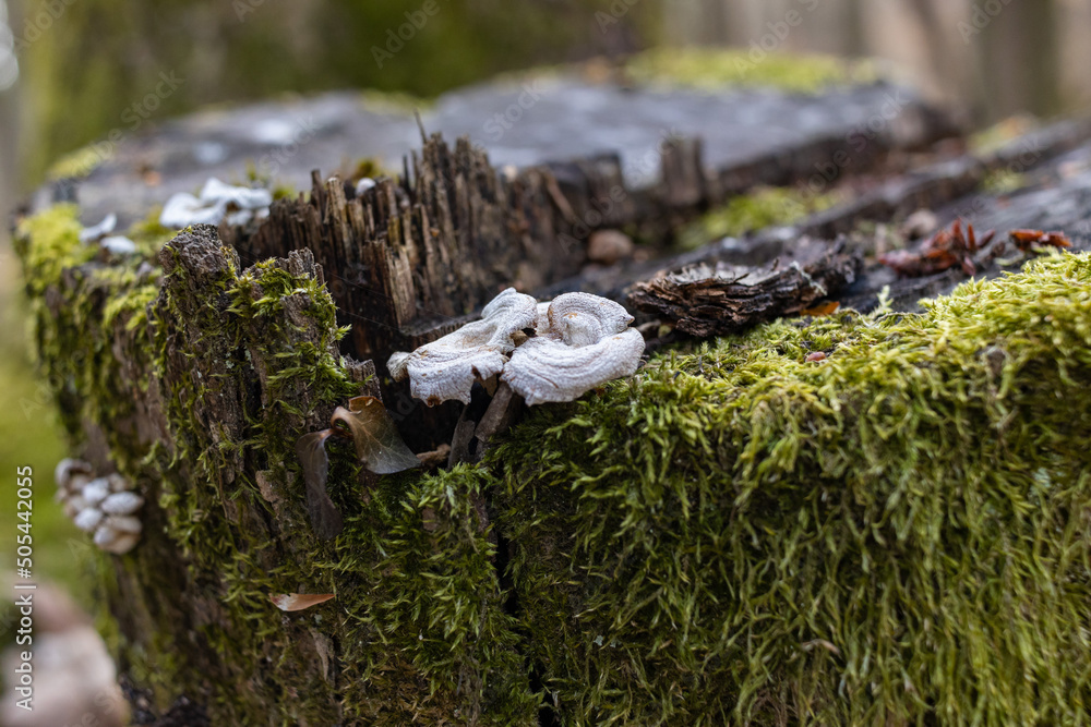 Fotografie The stump is overgrown with moss