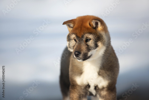 Close-up Portrait of an Shikoku puppy in winter. Shikoku ken puppy. Kochi-ken dog. Headshot photo