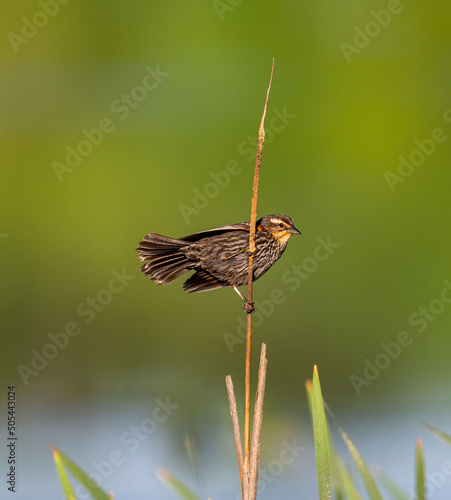 Принти на полотні Beautiful shot of a redwing on a branch