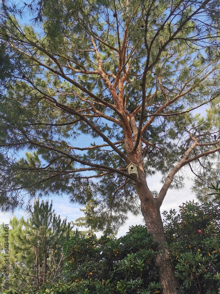 Large pine tree with a birdhouse Large pine tree with a birdhouse