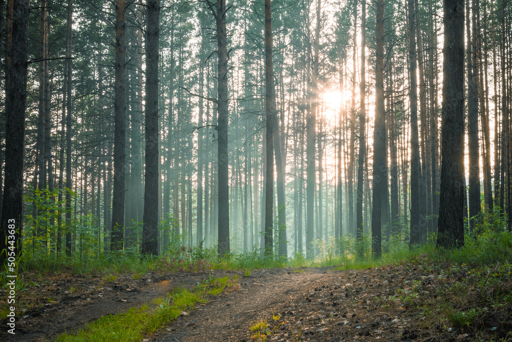 Fototapeta premium sunset in the forest