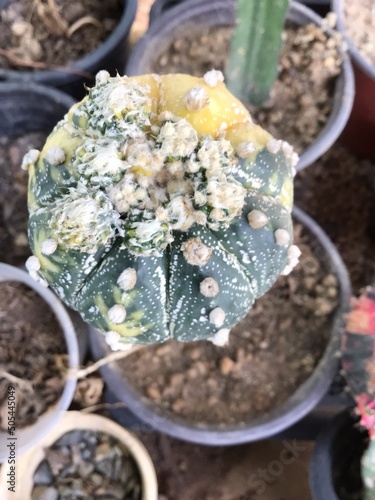 Green and yellow cactus in nature garden 