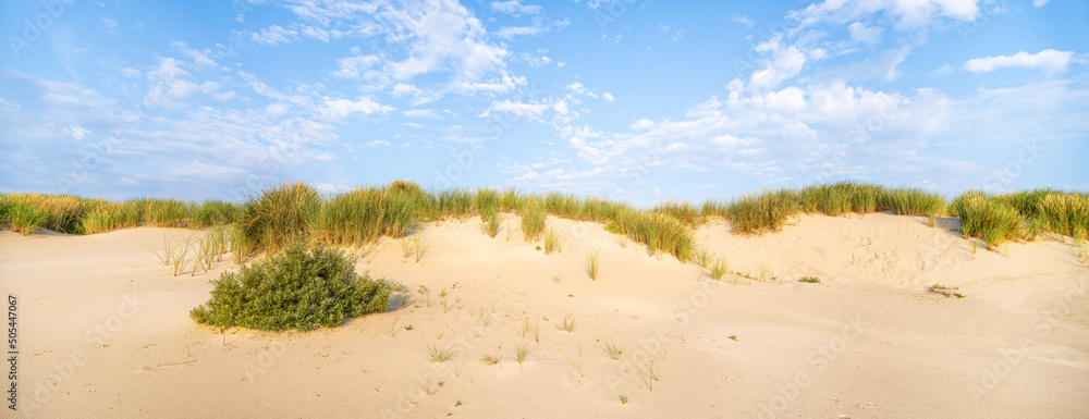 Dune beach panorama with beach grass Dune beach panorama with beach grass