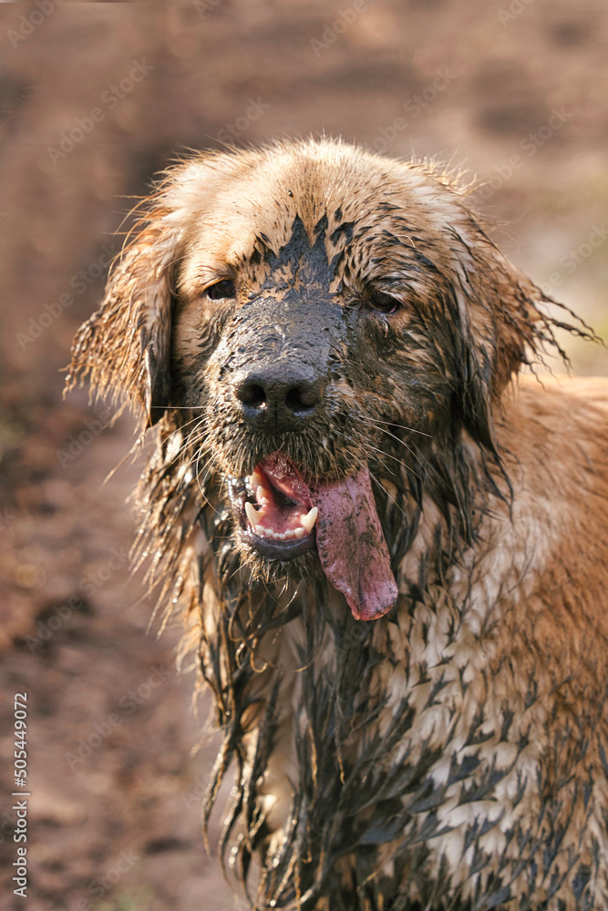 Ταπετσαρία Vertical shot of a funny muddy dog