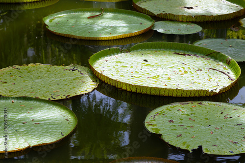 Fotografie, Obraz Victoria is a genus of water-lilies, in the plant family Nymphaeaceae, with very large green leaves that lie flat on the water's surface
