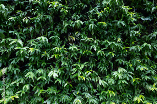 foliage plant in the pots are arranged on the wall to form a vertical garden.