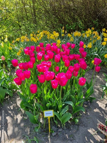 The freely accessible Poldertuin (Polder Garden) in Anna Paulowna, North Holland, Netherlands, attracts thousands of visitors every spring; here in the picture a cluster of bright pink tulips photo