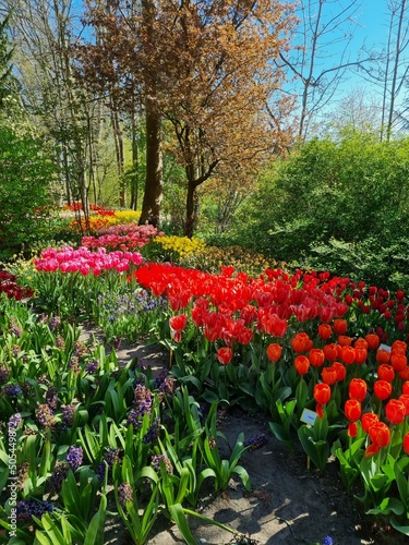 A sea of blossoms in spring in the open-access Poldertuin (Polder Garden) in Anna Paulowna, North Holland, The Netherlands photo