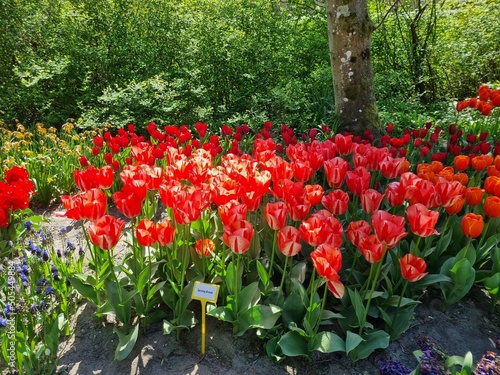 The freely accessible Poldertuin (Polder Garden) in Anna Paulowna, North Holland, Netherlands, attracts thousands of visitors every spring; here in the picture a cluster of orange white tulips photo