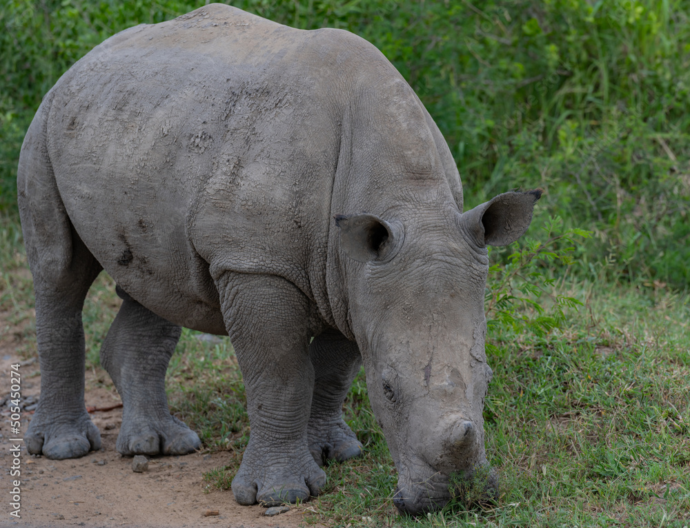 Nashorn Baby im Naturreservat Hluhluwe Nationalpark Südafrika Nashorn Baby im Naturreservat Hluhluwe Nationalpark Südafrika