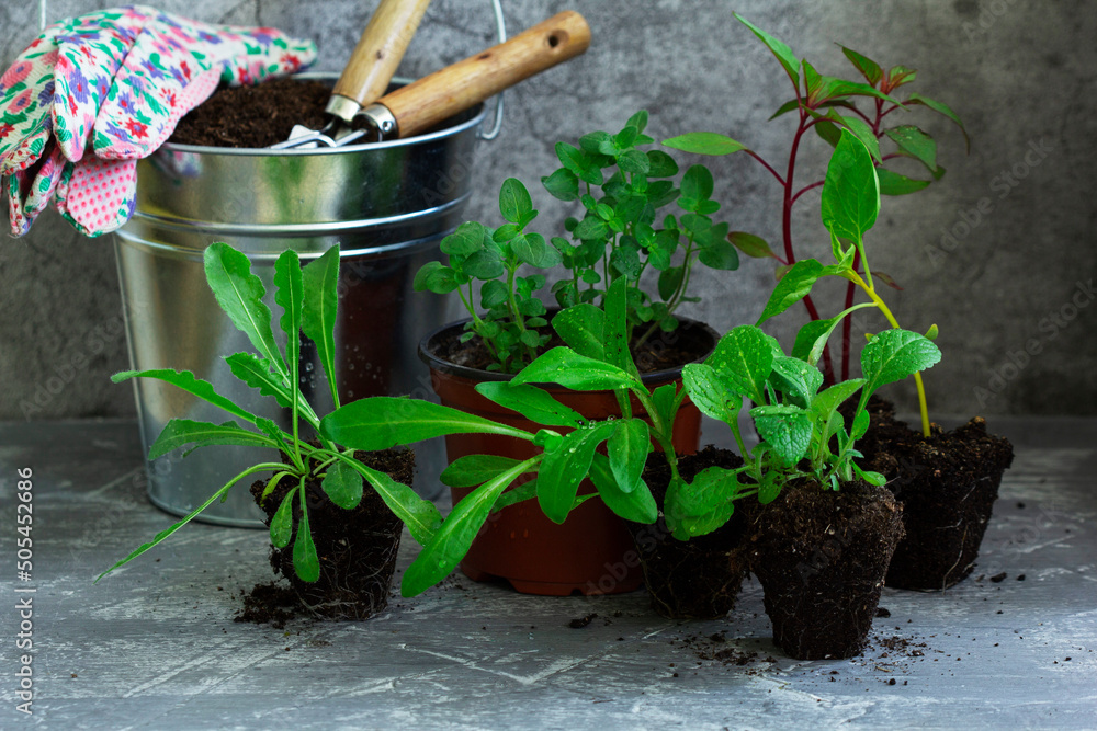 Flower seedlings, soil, gardening tools and gloves on a concrete table.