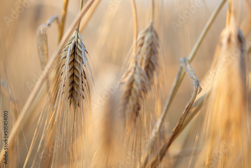 field of cereals of wheat or rye. ripe wheat close up. farming and agriculture.