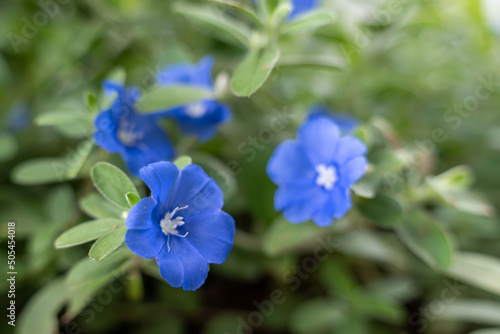 Selective focus shot of a blue dwarf morning glory flower photo