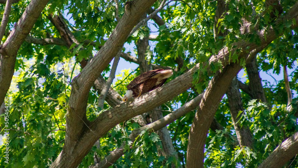 Fototapeta premium Eagle on a tree