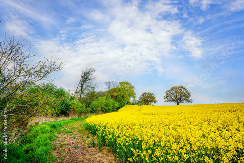 Trail at a canola field with blooming yellow flowers