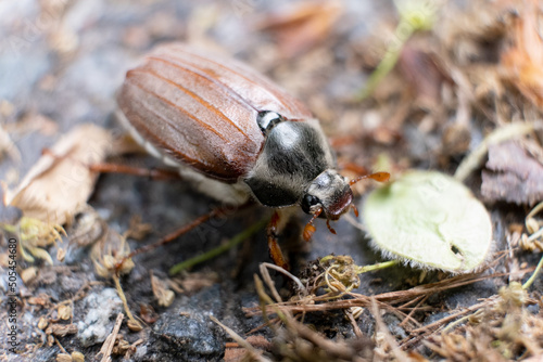 A cute beetle is on the way photo