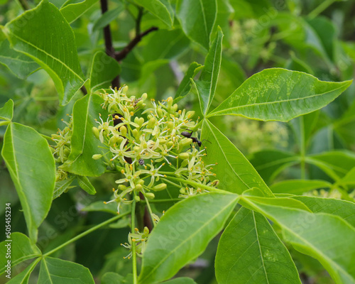 Closeup shot of Common hoptree on a sunny day in a garden photo