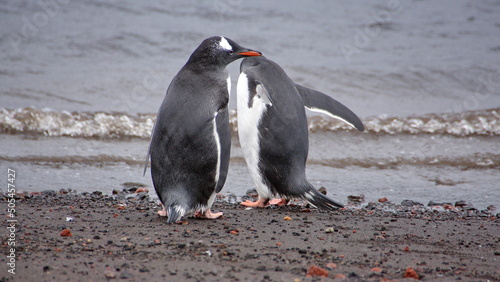 Gentoo penguins  Pygoscelis papua  on the beach at Whaler s Bay  Deception Island  South Shetland Islands  Antarctica