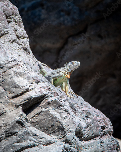 Vertical shot of an iguana on the rocks photo