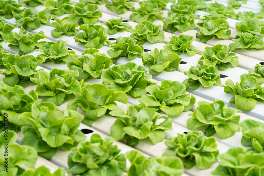 Close up Green lettuce in hydroponic farm background. Close up Green lettuce in hydroponic farm background.