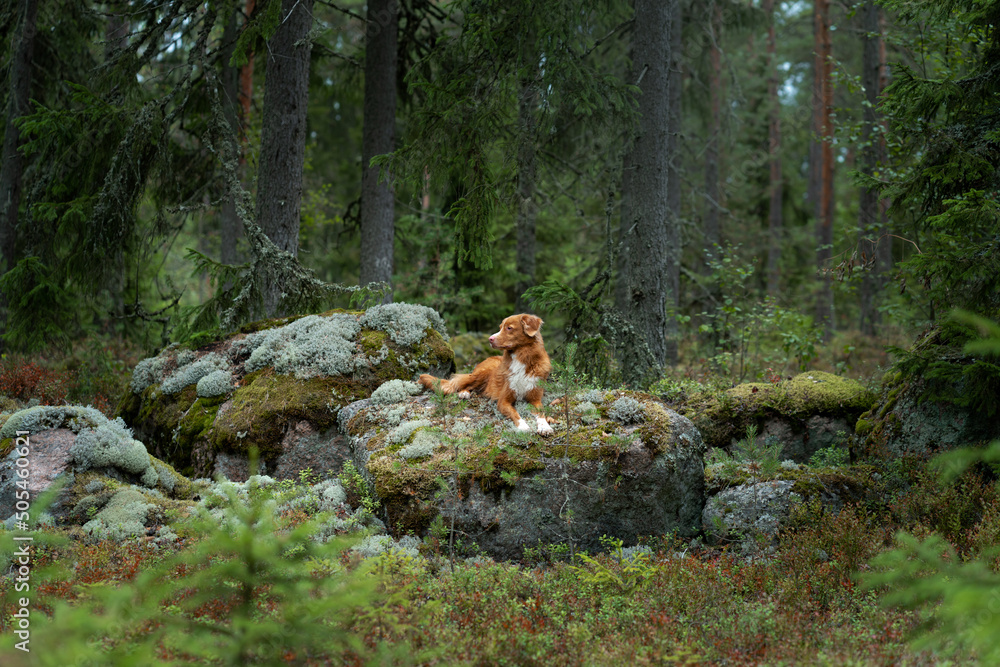 dog in the forest on a mossy stone. Walking with a pet. Nova Scotia duck tolling retriever in a beautiful landscape