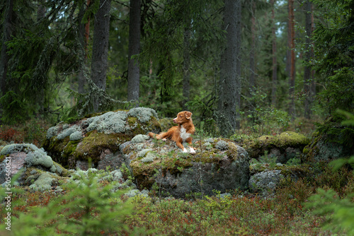 Fototapeta Naklejka Na Ścianę i Meble -  dog in the forest on a mossy stone. Walking with a pet. Nova Scotia duck tolling retriever in a beautiful landscape
