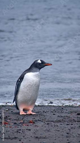 Gentoo penguin  Pygoscelis papua  on the beach at Whaler s Bay  Deception Island  South Shetland Islands  Antarctica