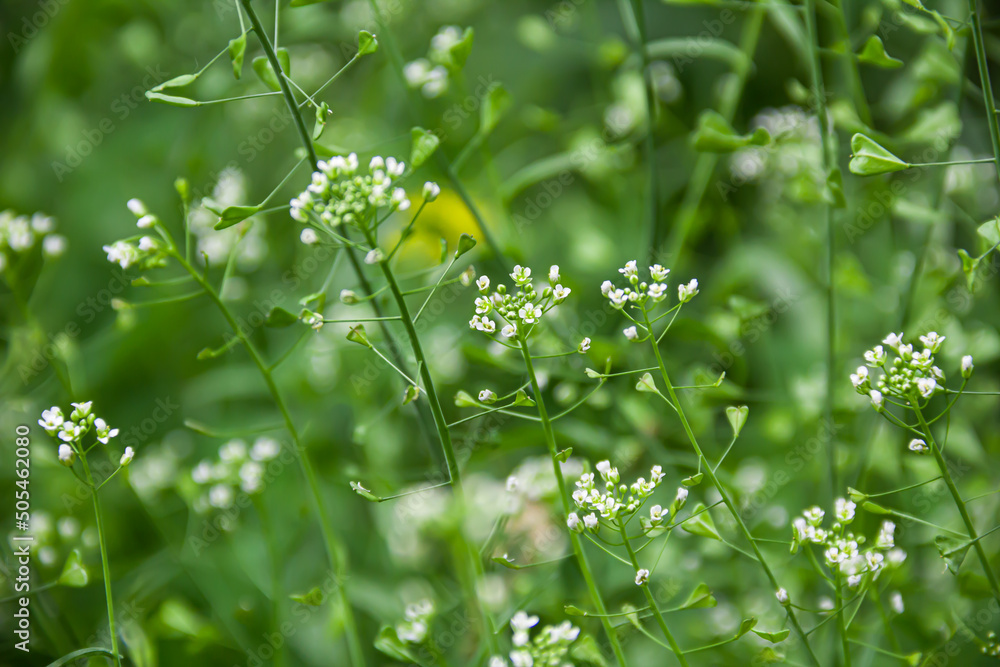 Obraz premium Field plant shepherd's purse. On the green meadow. Grass. Photo of nature. Wild nature.