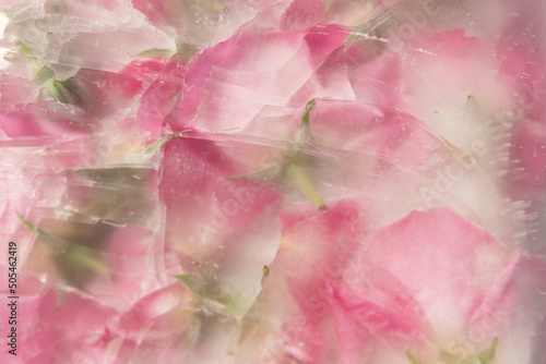 abstract seamless backdrop of pink rose petals frozen in ice