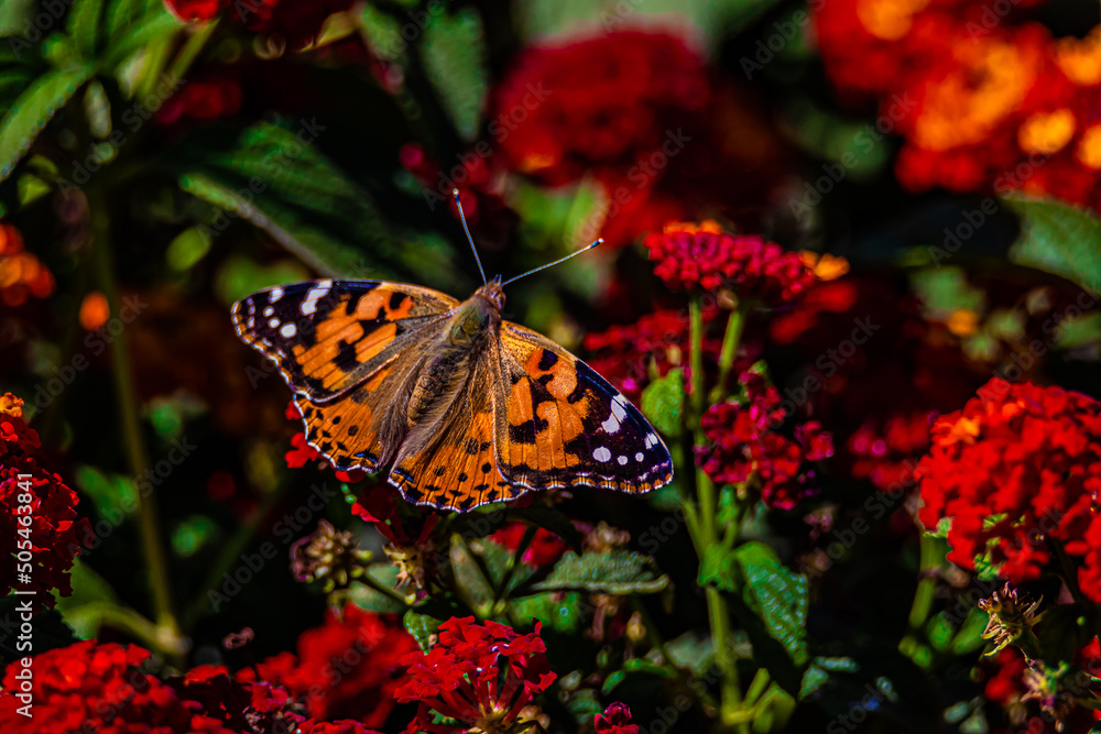 monarch butterfly on a red flower monarch butterfly on a red flower