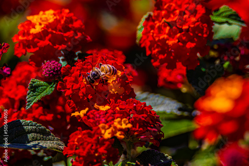 bee on a red flower   © AlexTow