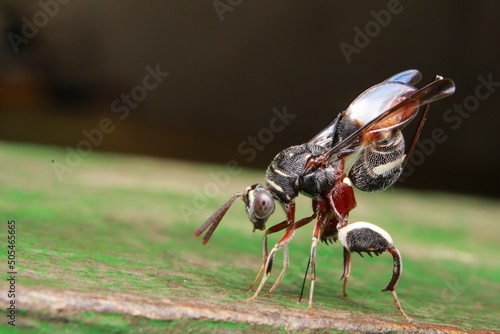 Macro Extreme Close-Up of a Parasitoid Wood Wasp or Aphid Wasp (Pemphredoninae). Guarding Near its nest, Copy space, Bhadrak, Odisha, India photo