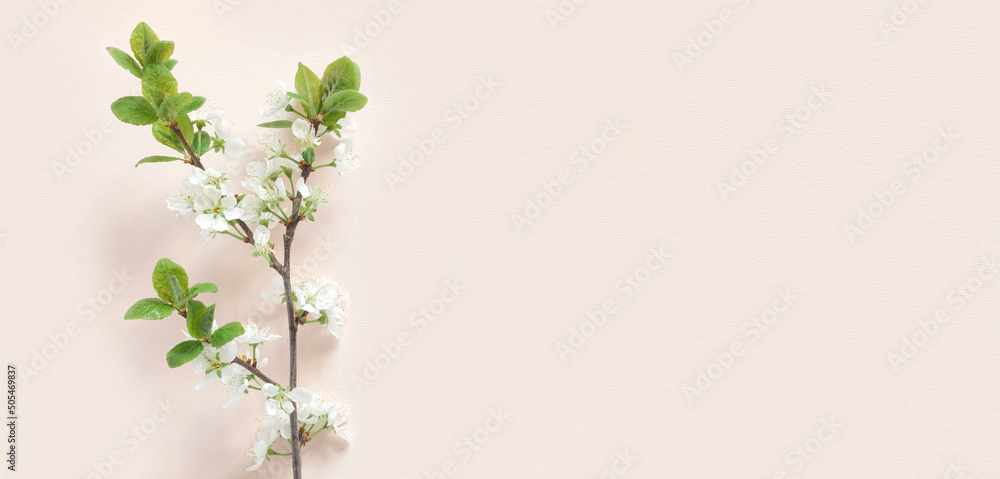 Apple flowers on pink paper background. Pastel colors. Flat lay, top view. Spring flowers with green leaves. Floral pattern. Creative trend composition. Layout with blooming fruit tree. Greeting Card Apple flowers on pink paper background. Pastel colors. Flat lay, top view. Spring flowers with green leaves. Floral pattern. Creative trend composition. Layout with blooming fruit tree. Greeting Card
