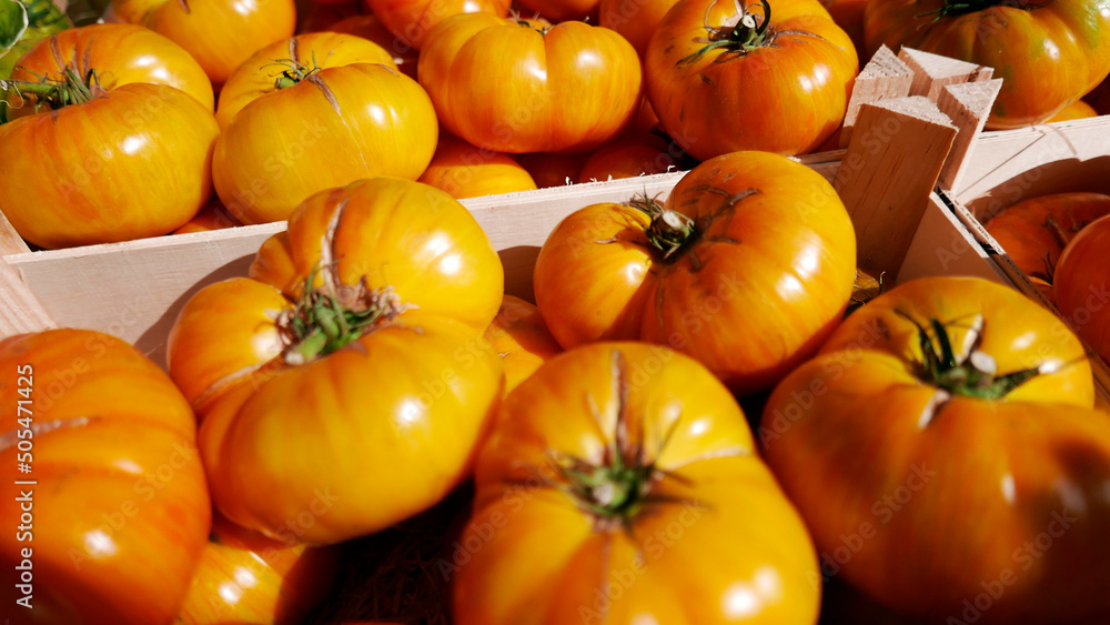 Tomates oranges Tomates oranges