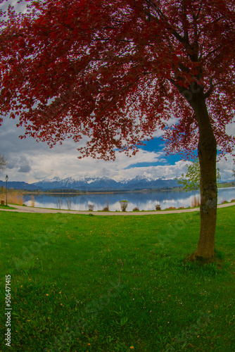 Lake Hopfensee near Fuessen - View of Allgaeu Alps, Bavaria, Germany - paradise travel destination photo