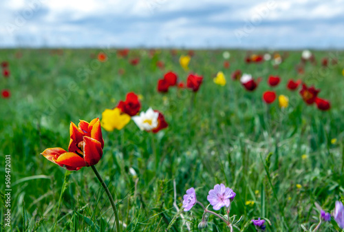 April flowering of Schrenk's wild steppe tulips. Priyutnensky district. Republic of Kalmykia. Russia photo