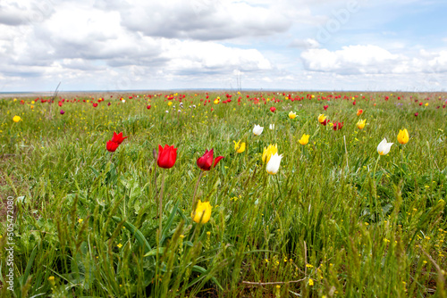 April flowering of Schrenk's wild steppe tulips. Priyutnensky district. Republic of Kalmykia. Russia photo