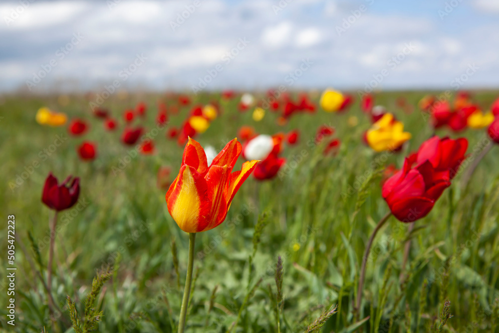 April flowering of Schrenk's wild steppe tulips. Priyutnensky district. Republic of Kalmykia. Russia