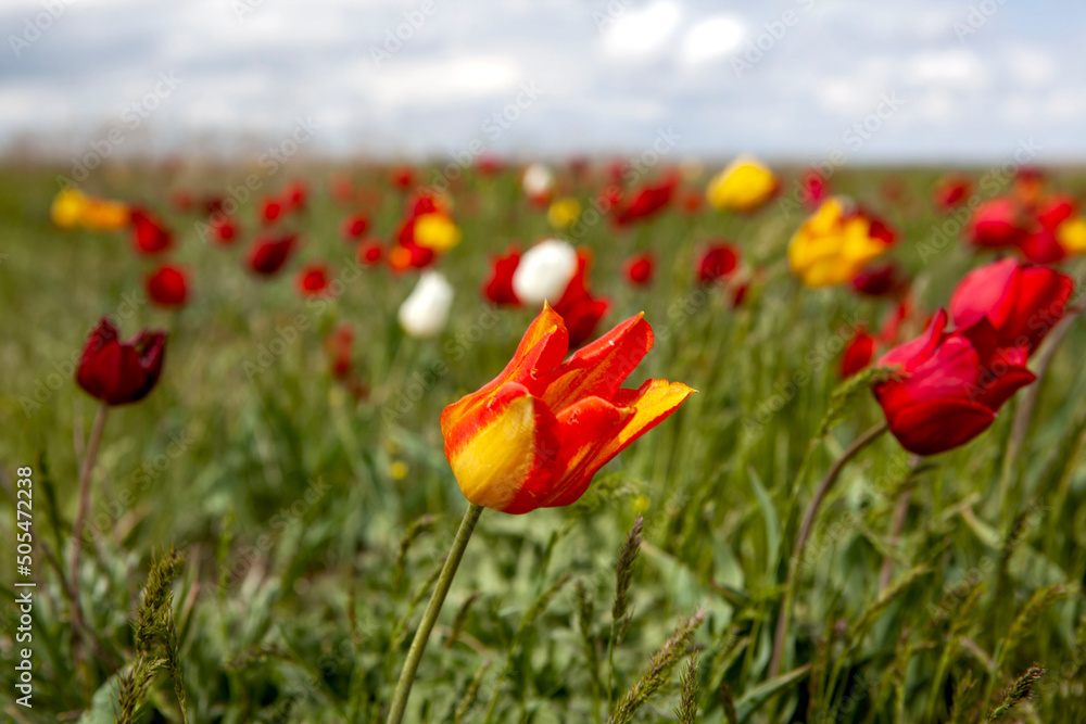 April flowering of Schrenk's wild steppe tulips. Priyutnensky district. Republic of Kalmykia. Russia April flowering of Schrenk's wild steppe tulips. Priyutnensky district. Republic of Kalmykia. Russia