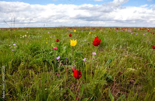 April flowering of Schrenk's wild steppe tulips. Priyutnensky district. Republic of Kalmykia. Russia photo