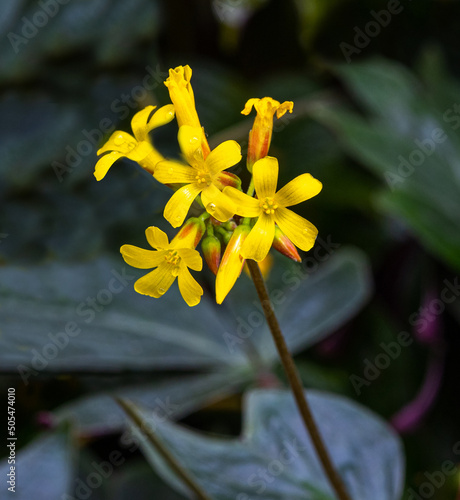 Oxalis ortgiesii, the fishtail oxalis, is a species of Oxalis (wood sorrel) native to Bolivia, Ecuador, and Peru. Botanical garden Heidelberg, Baden Wuerttemberg, Germany photo